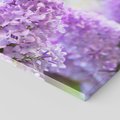 Obraz na płótnie 50x70 - Delikatny liliowy dotyk - lilie, fiolet