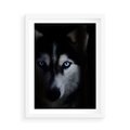 Plakat w ramie 50x70 - Wilk i husky: siła przyjaźni - wilk, husky - rama biała