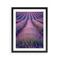 Plakat w ramie 40x50 - Pole Lawendy w Pełnej Krasie - pole lawendy, kompozycja - rama czarna