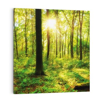 Obraz na płótnie 50x50 - Mistyfikujący las - las, drzewa