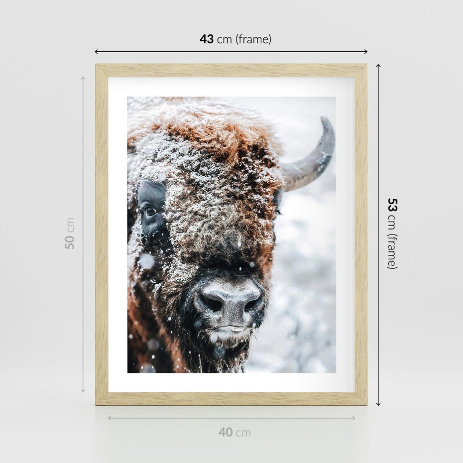 Plakat w ramie 40x50 - Żubr w Krainie Śniegu - żubr, zima - rama drewno