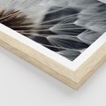 Plakat w ramie 30x40 - Dmuchawce w Naturze - dmuchawiec, zbliżenie - rama drewno