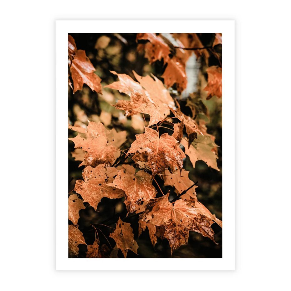 Plakat bez ramy 21x30 - Ciepło Jesieni - jesienne pomarańczowe liśćie, jesień