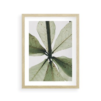 Plakat w ramie 30x40 - Jasna Zieleń w Makro - makro zdjęcie liści, jasna zieleń - rama drewno