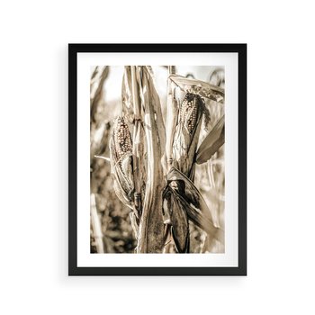 Plakat w ramie 40x50 - Retro Pole Kukurydzy - retro zdjęcie, sepia - rama czarna