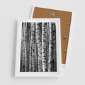 Plakat w ramie 50x70 - Kontrast Monochromatyczny - brzozy, czarno - rama biała