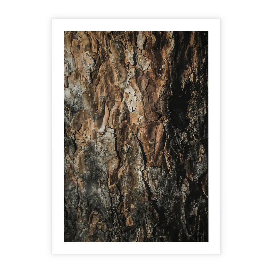 Plakat bez ramy 30x40 - Tekstura Drewna: Zbliżenie - zbliżenie na pień drzewa, tekstura