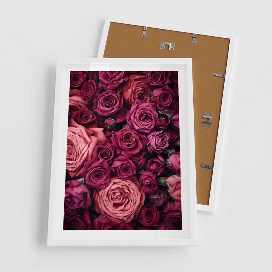 Plakat w ramie 50x70 - Róże - piękno kwiatów - róże, kwiaty - rama biała