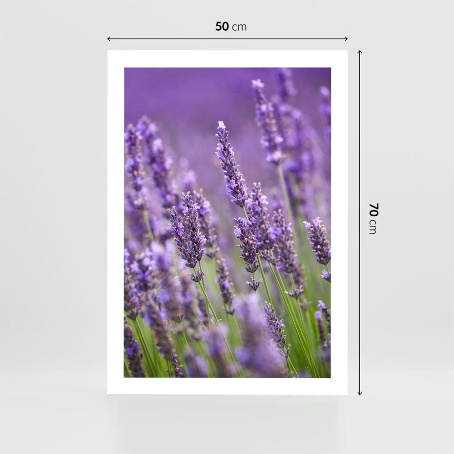 Plakat bez ramy 50x70 - Urok lawendy - lawenda, kwiaty