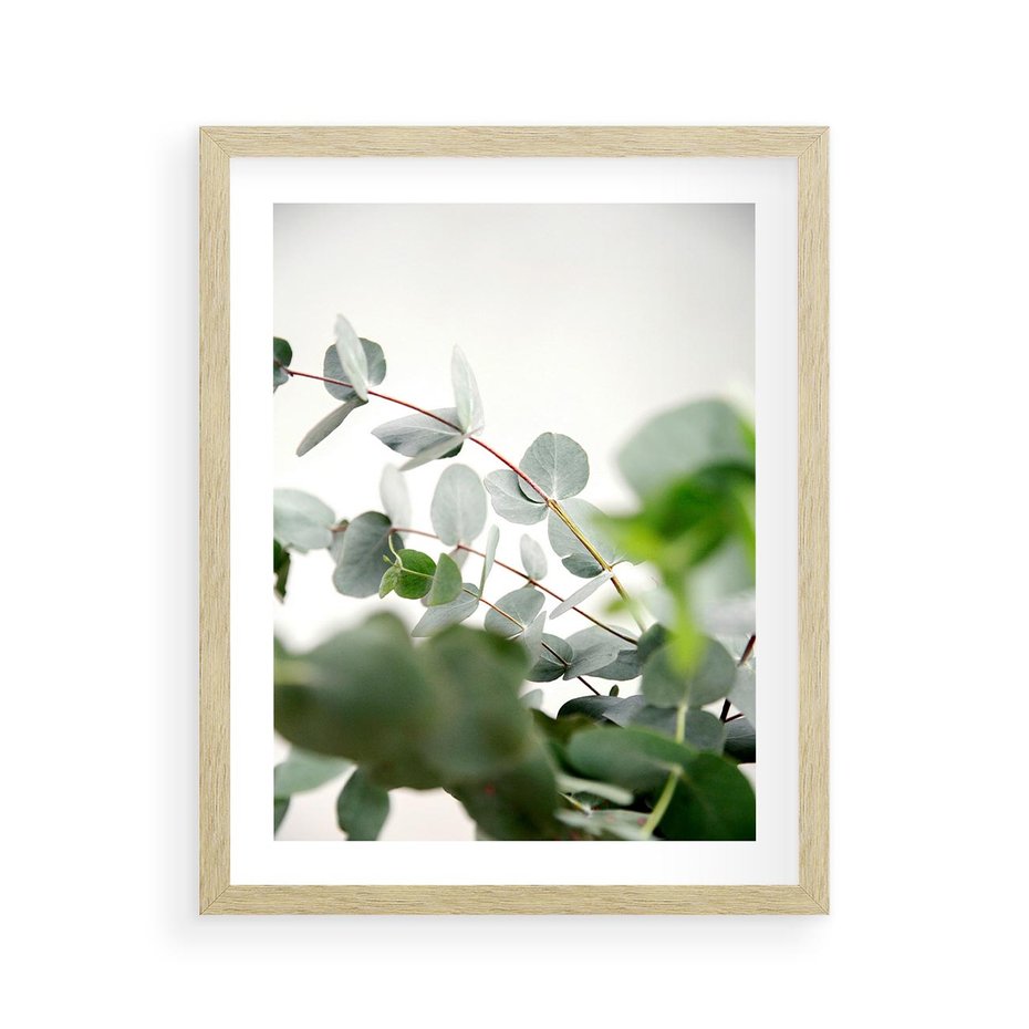 Plakat w ramie 40x50 - Zielony Świat Eukaliptusa - eukaliptus, fotografia - rama drewno