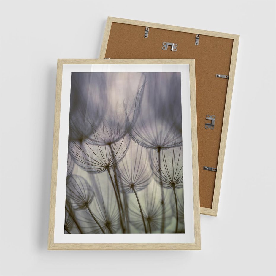 Plakat w ramie 50x70 - Makro dmuchawiec - piękno drobnych detali - dmuchawce, makro - rama drewno