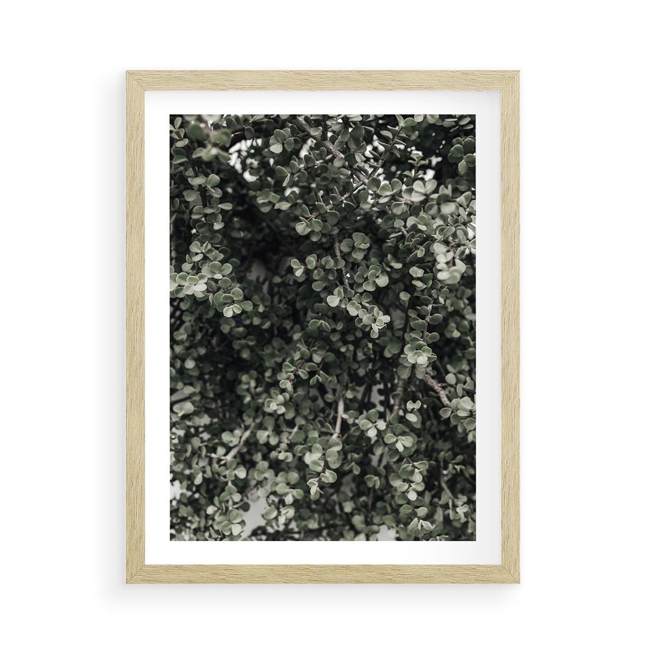 Plakat w ramie 50x70 - Jasnozielone Liście i Gałązki - liście, gałązki - rama drewno