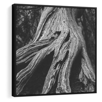 Obraz w ramie 50x50 - Siła Natury - czarno biała fotografia, korzenie wielkiego drzewa - rama czarna