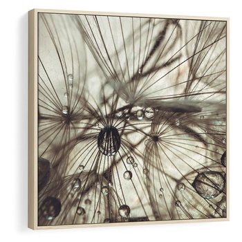 Obraz w ramie 50x50 - Lekkie dmuchawce - dmuchawce, krople - rama drewno