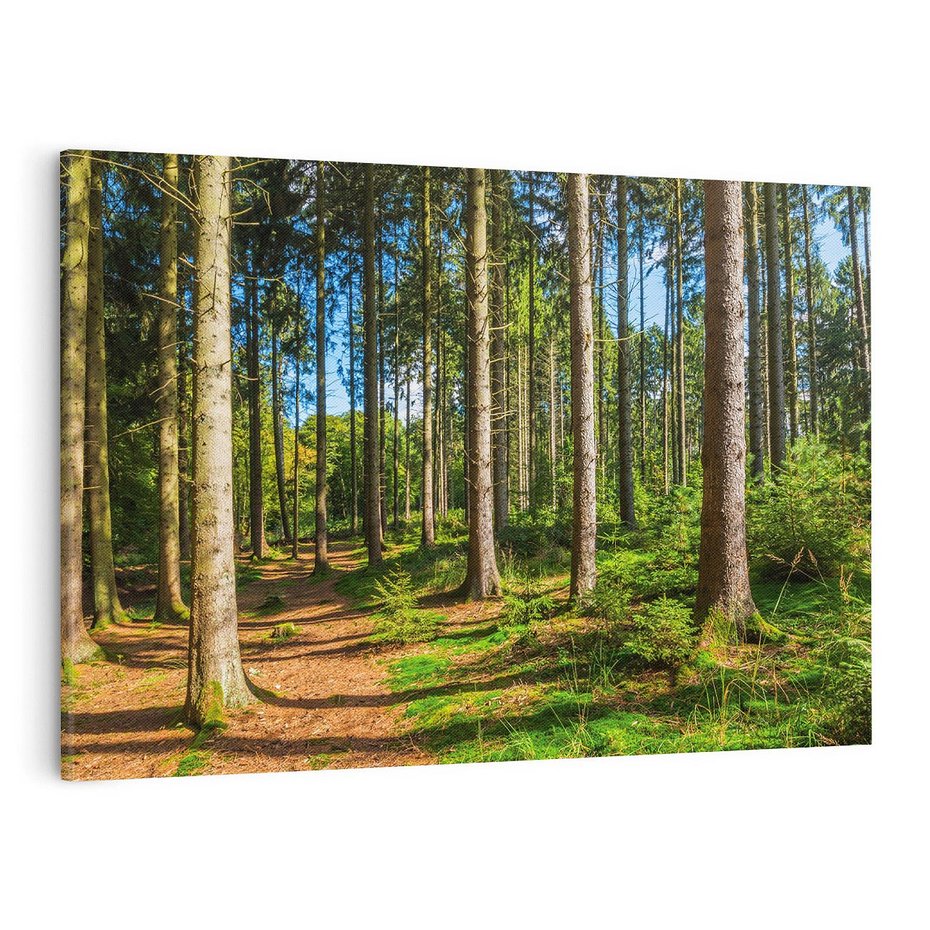 Obraz na płótnie 100x70 - Mistyfikacje lasu - las, drzewa