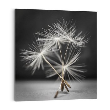 Obraz na płótnie 70x70 - Delikatność dmuchawców zbliżenie - dmuchawce, zbliżenie