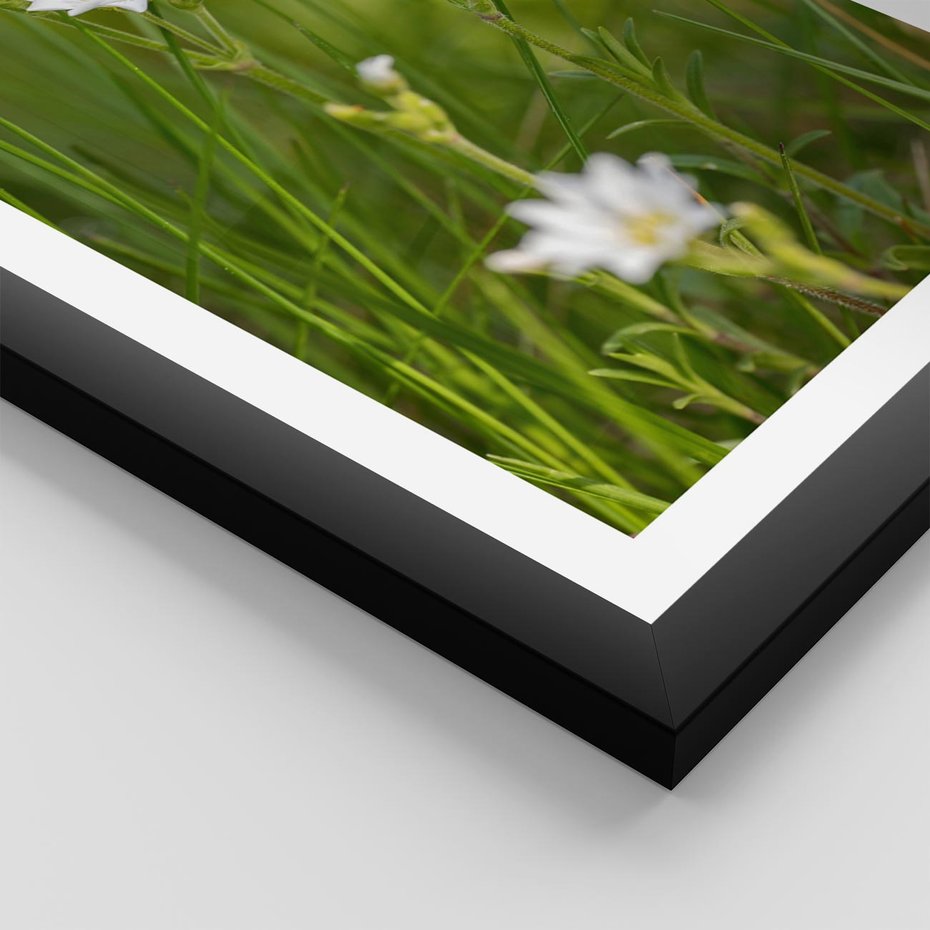 Plakat w ramie 30x40 - Kolorowa łąka - stokrotki, łąka - rama czarna