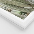 Plakat w ramie 40x50 - Duże Kaktusy w Pejzażu - kaktus, duże kaktusy na pustyni - rama biała