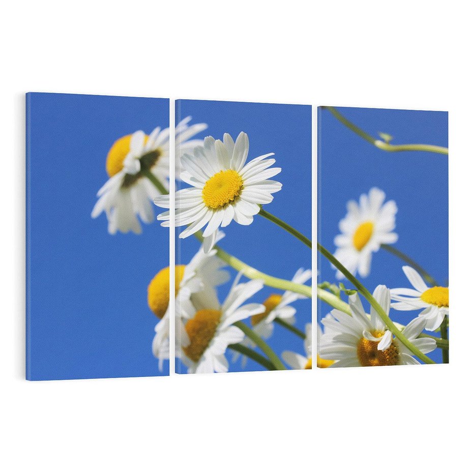 Obraz na płótnie 120x80 - Stokrotkowe pola - stokrotki, kwiaty