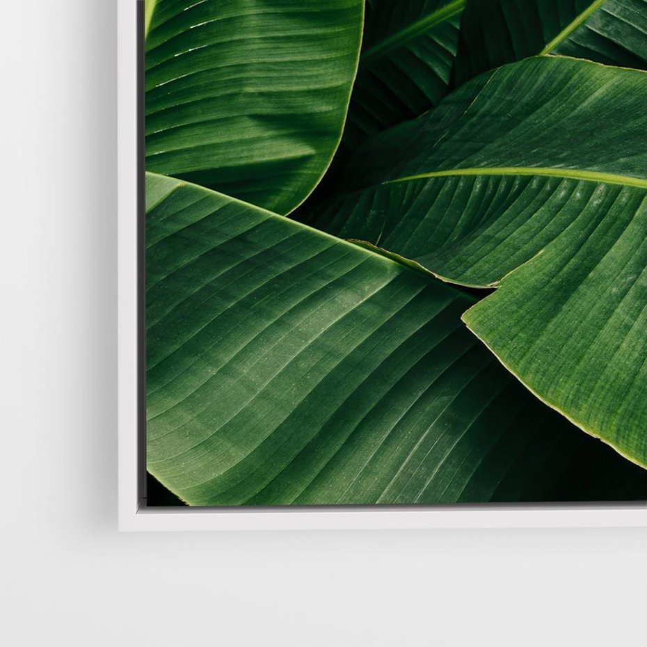 Obraz w ramie 80x80 - Zaklęta roślinna ekspresja - liście bananowca, gęsto ułożone - rama biała