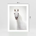 Plakat bez ramy 30x40 - Elegancja białego konia - biały, koń