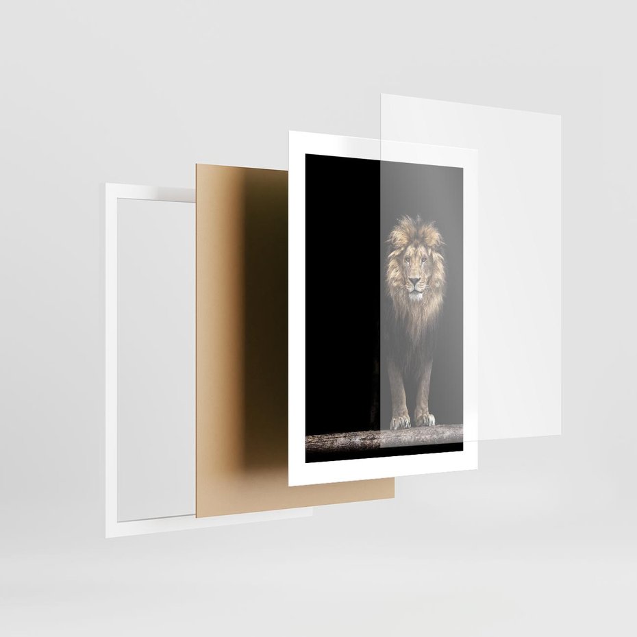 Plakat w ramie 30x40 - Lew: dzikie piękno natury - lew, dzikie - rama biała