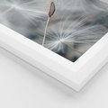 Plakat w ramie 50x70 - Piękno w Delikatności - dmuchawiec, makro zdjęcie - rama biała