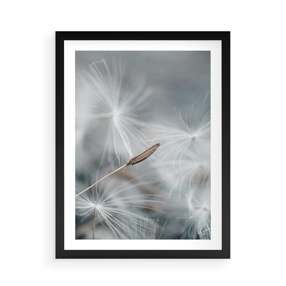 Plakat w ramie 50x70 - Piękno w Delikatności - dmuchawiec, makro zdjęcie - rama czarna