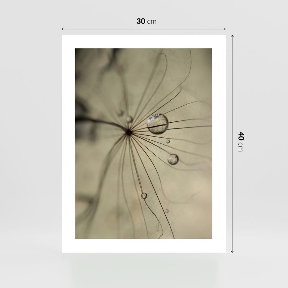 Plakat bez ramy 30x40 - Delikatność dmuchawców - dmuchawce, krople