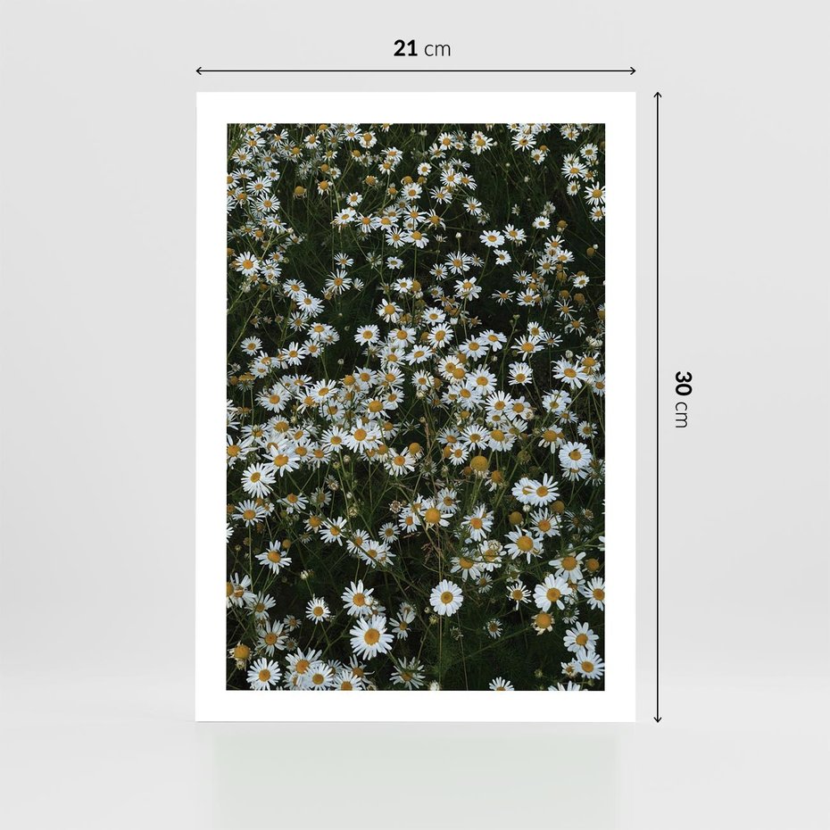 Plakat bez ramy 21x30 - Stokrotkowa Idylla na Łące - łąka, stokrotki