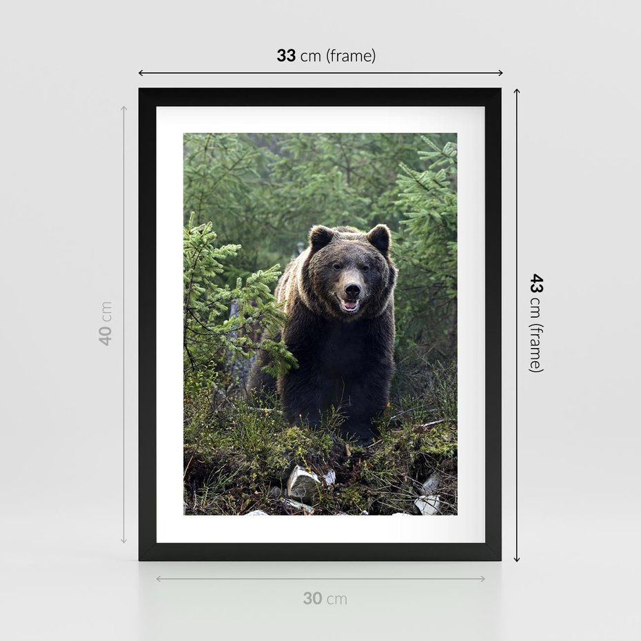 Plakat w ramie 30x40 - Spotkanie z Niedźwiedziem w Lesie - niedźwiedź, las - rama czarna