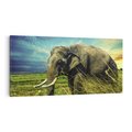 Obraz na płótnie 140x70 - Słoń w sawannie: Spotkanie z dziką przyrodą - słoń, sawanna