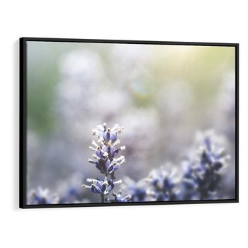 Obraz w ramie 70x50 - Delikatna Uroda Natury - wrzosy, fiolet - rama czarna