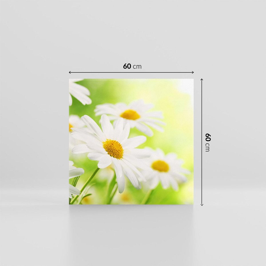 Obraz na płótnie 60x60 - Stokrotka: delikatność natury - stokrotka, kwiat