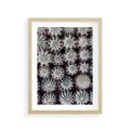 Plakat w ramie 30x40 - Wzór Kaktusów - kaktusy w doniczkach, ujęcie z góry - rama drewno