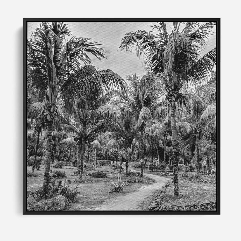 Obraz w ramie 50x50 - Mroczna Ścieżka Tropików - czarno biała fotografia, ścieżka pośród palm - rama czarna