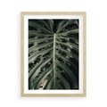 Plakat w ramie 50x70 - Majestatyczny Liść Monstery - liść monstery, majestatyczny liść - rama drewno