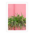 Plakat bez ramy 21x30 - Fotografia Rośliny z Różowym Tłem - fotografia, zielona roślina na tle różwj ściany