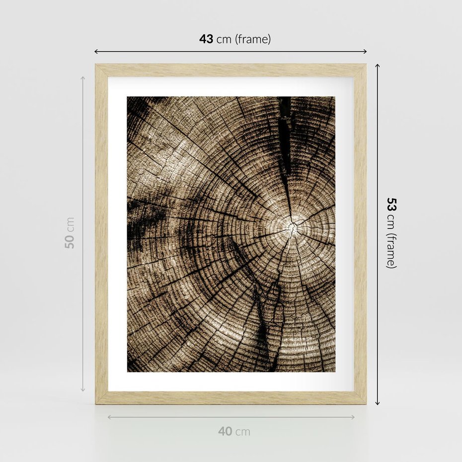 Plakat w ramie 40x50 - Natura Pod Lupą - pień drzewa, przekrój - rama drewno
