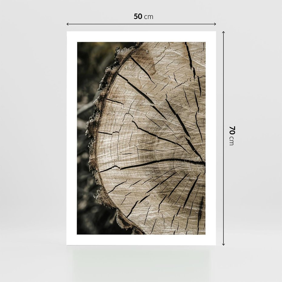 Plakat bez ramy 50x70 - Wnętrze Natury - pień, przecięty pień