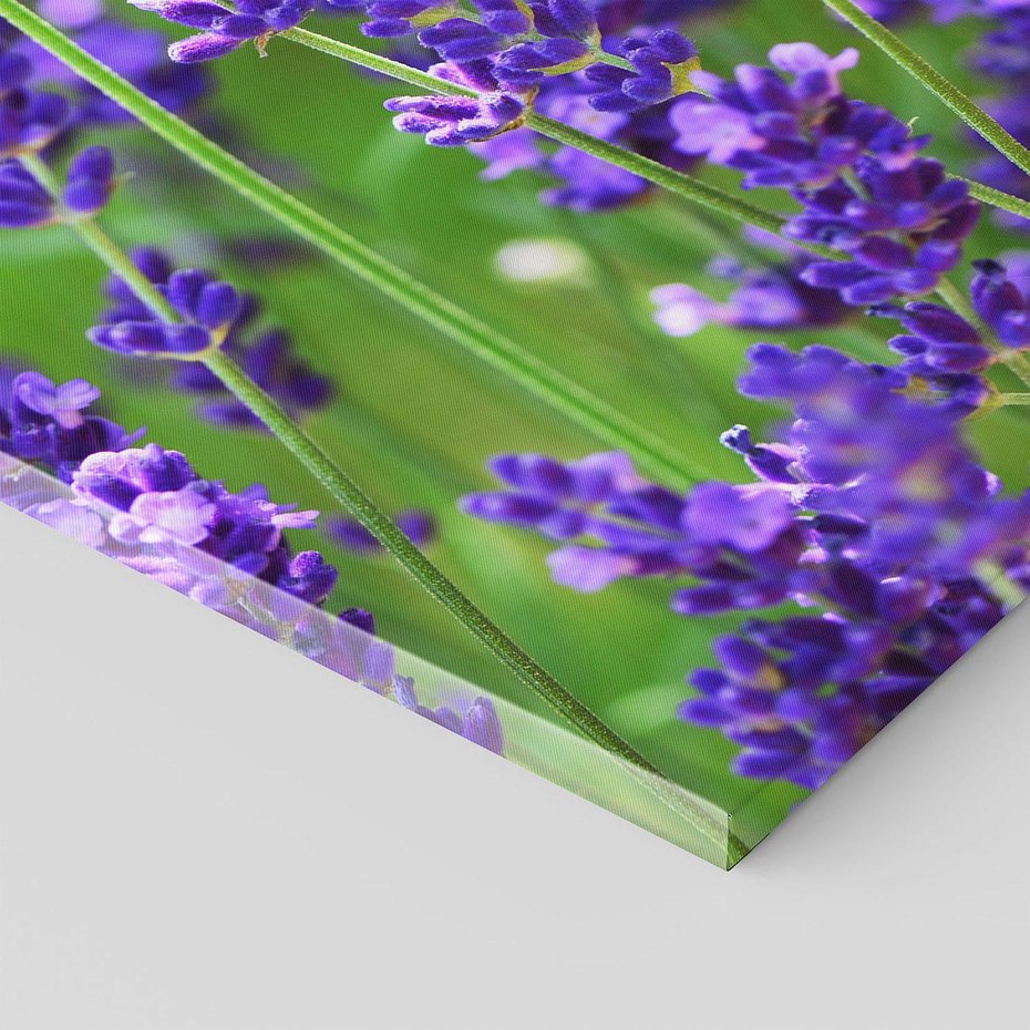 Obraz na płótnie 70x100 - Elegancka lawenda w pełnym rozkwicie - lawenda, kwiaty