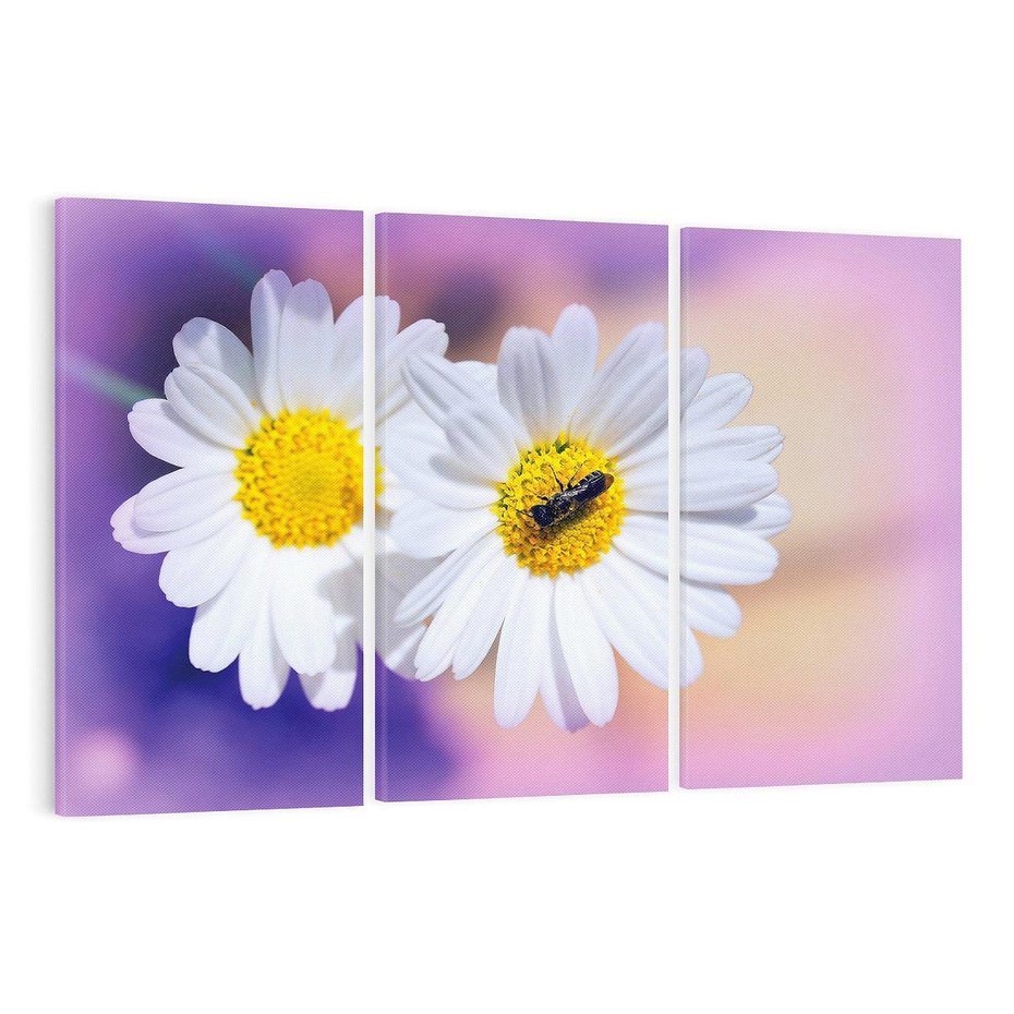 Obraz na płótnie 120x80 - Stokrotki wśród traw urok natury - stokrotki, kwiat