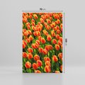 Obraz na płótnie 70x100 - Urok tulipanów piękno kwiatów - tulipany, kwiaty