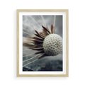 Plakat w ramie 50x70 - Makro Dmuchawiec - dmuchawiec, zbliżenie - rama drewno
