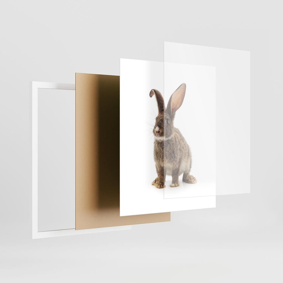 Plakat w ramie 40x50 - Delikatna Zwierzęca Uroda - królik, zwierzę - rama biała