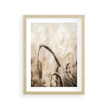 Plakat w ramie 40x50 - Źdźbło Pszenicy: Blisko Natury - źdźbło pszenicy, pszenica - rama drewno