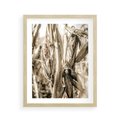 Plakat w ramie 40x50 - Retro Pole Kukurydzy - retro zdjęcie, sepia - rama drewno