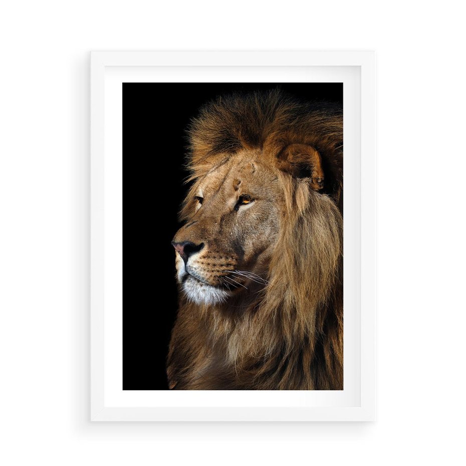 Plakat w ramie 50x70 - Władca Dzikiej Przyrody - lew, król - rama biała