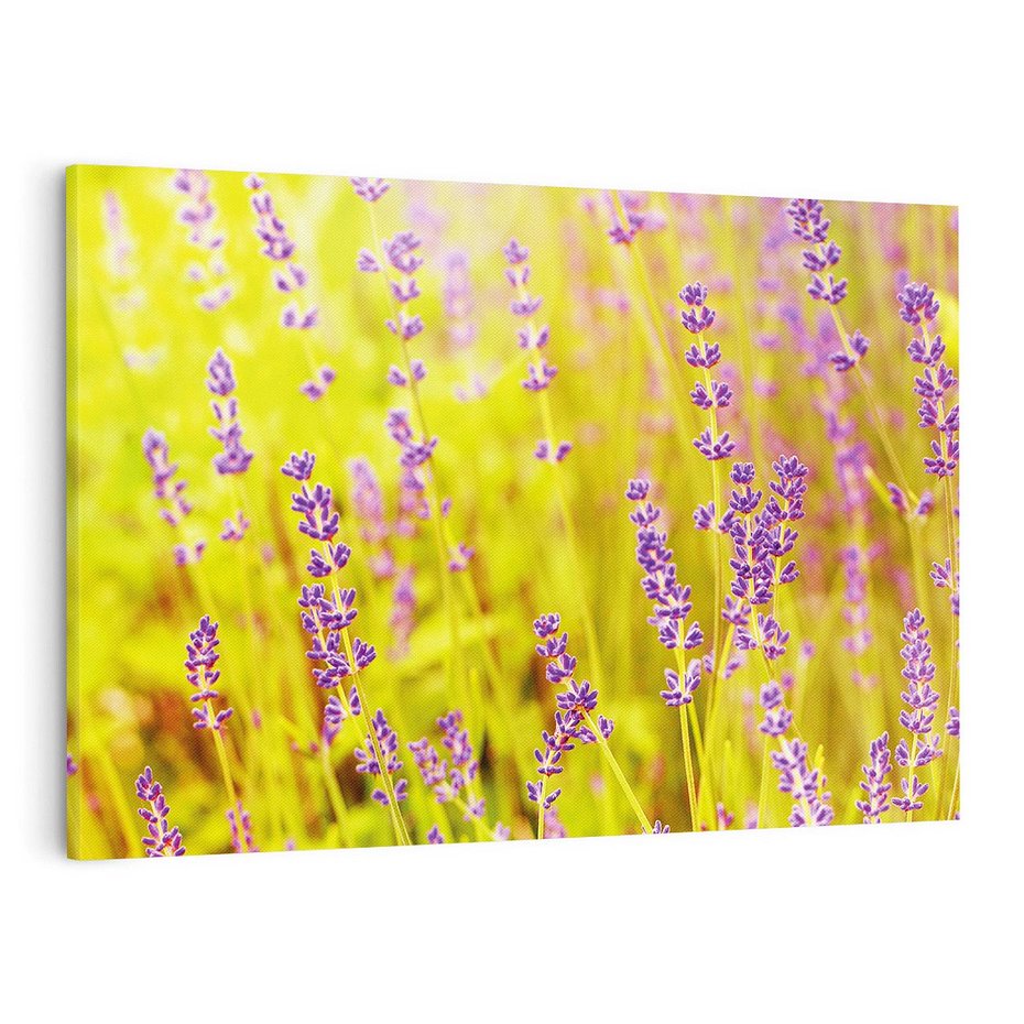Obraz na płótnie 100x70 - Delikatność natury - lawenda, kwiaty