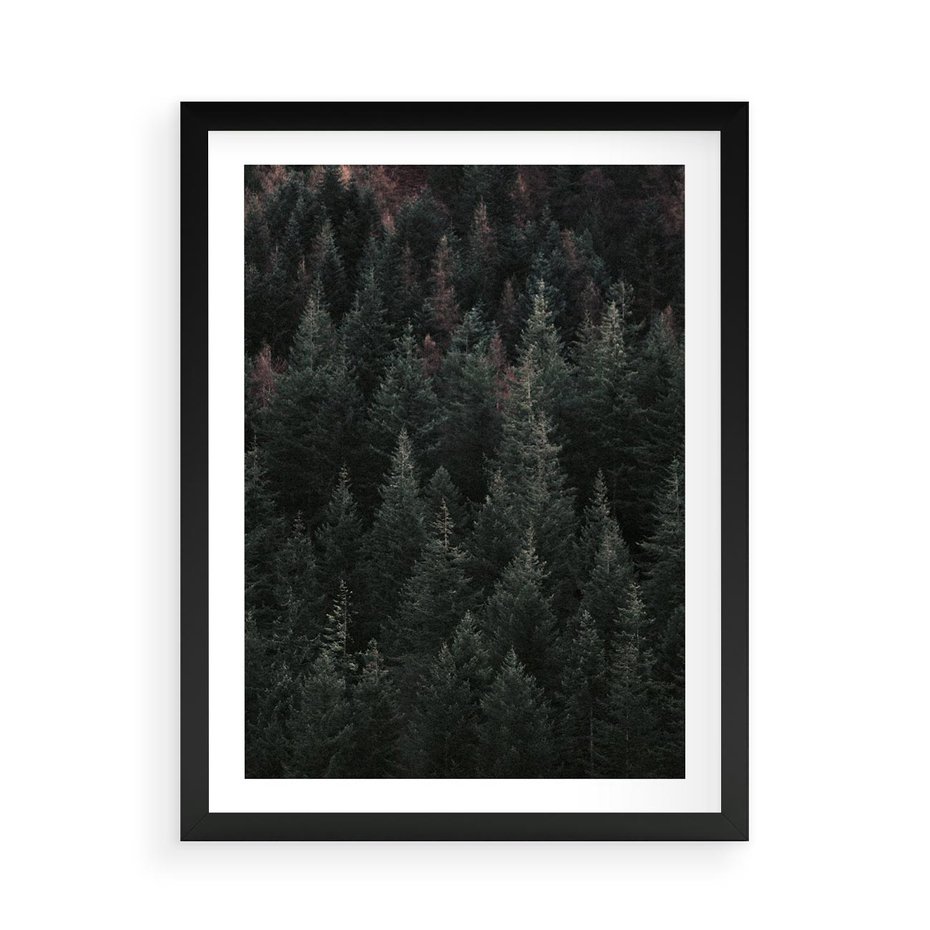 Plakat w ramie 50x70 - Wysoko nad Iglastym Lasem - las, perspektywa - rama czarna
